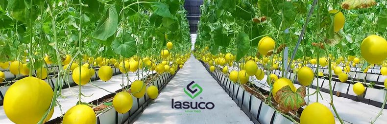 Lasuco