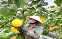 Ứng dụng công nghệ thông tin trong quản lý chuỗi cung ứng thực phẩm an toàn