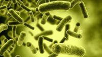 Cách phòng, tránh ngộ độc thực phẩm do độc tố của Clostridiumbotulinum