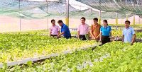 Phát huy vai trò của hợp tác xã  Trong phát triển chuỗi liên kết sản xuất, tiêu thụ nông sản