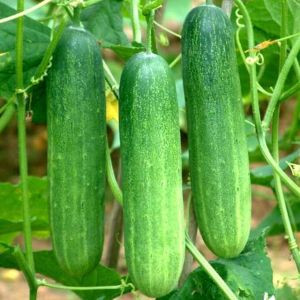 Dưa chuột sạch xã Phú Nhuận