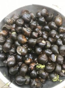 ốc nhồi thôn 1