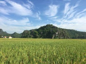 Lúa Thái Xuyên Tân Trường
