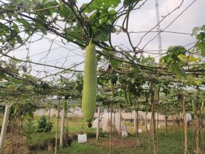 MƯỚP HƯƠNG THÔN 1