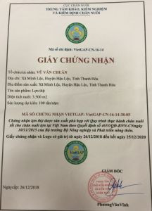 Lợn thịt chăn nuôi đạt tiêu chuẩn VIETGAP