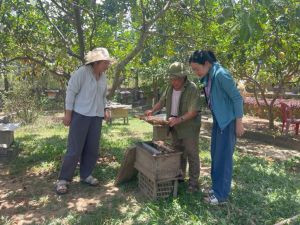 mật ong Hồng Bầu