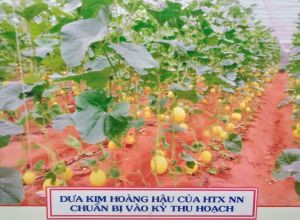 Dưa vàng KIm hoàng hậu