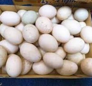 Trứng vịt thả đồng